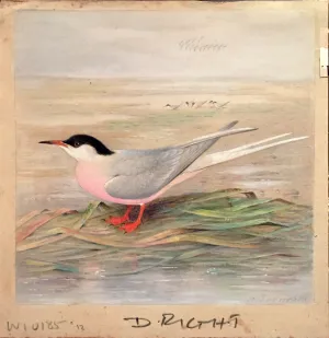Henrik Grönvold (Danish, 1858 –1940), Sterna Dougalli (Roseate Tern)