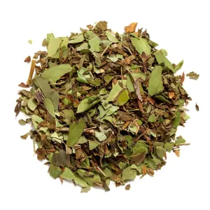 Mint Revival Yaupon